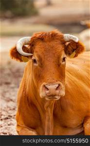 Red haired cow. Red haired cow in the countryside