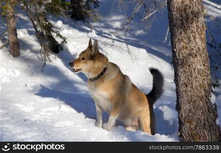 Red haired hunting dog in winter. Bear Hunt