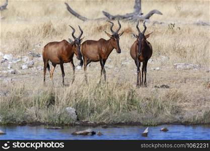 Red Hartebeest (Alcelaphus buselaphus) at a waterhole in Etosha National Park in Namibia, Africa.