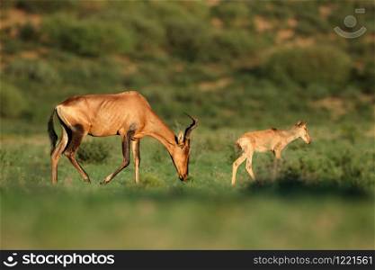 Red hartebeest antelope (Alcelaphus buselaphus) with young calf, Kalahari, South Africa