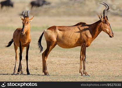 Red hartebeest antelopes (Alcelaphus buselaphus) in natural habitat, Kalahari desert, South Africa
