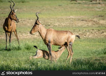 Red hartebeest calf suckling from his mother in the Kalagadi Transfrontier Park, South Africa.