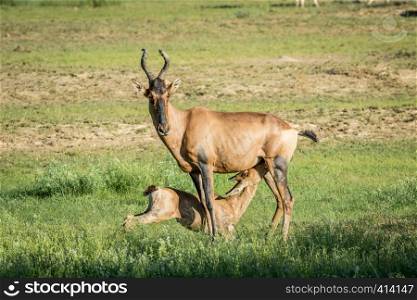 Red hartebeest calf suckling from his mother in the Kalagadi Transfrontier Park, South Africa.