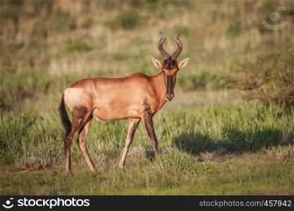 Red hartebeest in the grass in the Kgalagadi Transfrontier Park, South Africa.