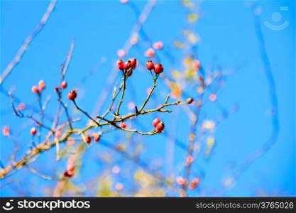 Red hawthorn berries, healthy wild fruits on blue sky background