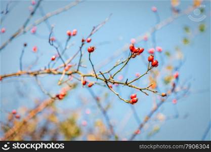 Red hawthorn berries, healthy wild fruits on blue sky background