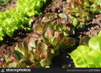 Red head and green lettuce growing in the garden, growing. Healthy vegetarian food .. Red head and green lettuce growing in the garden, growing. Healthy vegetarian food