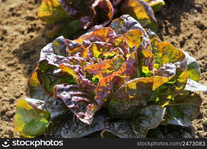 Red head of lettuce growing in the garden, growing. Healthy vegetarian food .. Red head of lettuce growing in the garden, growing. Healthy vegetarian food