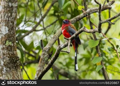 Red headed trogon on perch