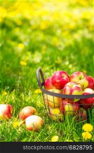 Red healthy organic apples in basket on green grass in garden, harvest