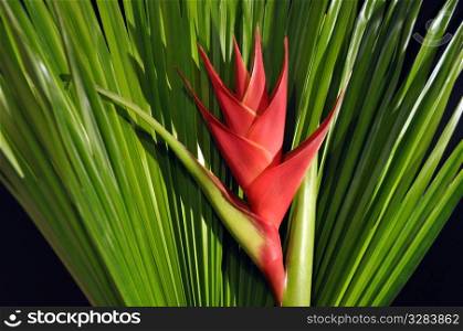 Red Heliconia Caribea flower with tropical palm leaf