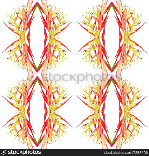 Red Heliconia flower, Heliconia psittacorum Lady Di, tropical flower isolated on a white background