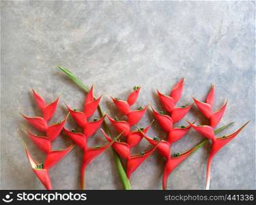 Red heliconia flowers on the grey background.