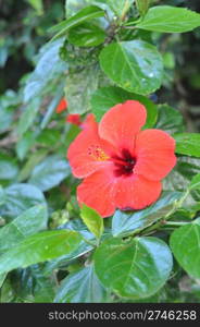 red hibiscus flower after a tropical storm in Maldives