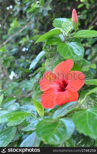 red hibiscus flower after a tropical storm in Maldives