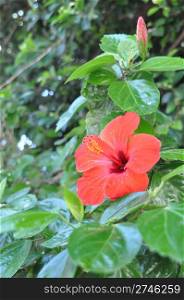 red hibiscus flower after a tropical storm in Maldives