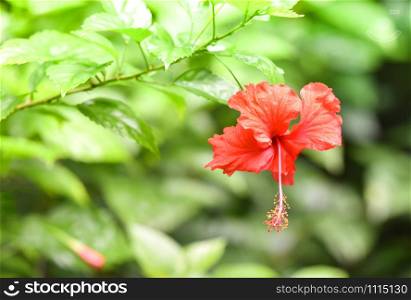 Red hibiscus flower blooming on tree in the nature tropical garden background / Hibiscus Rose Chinese