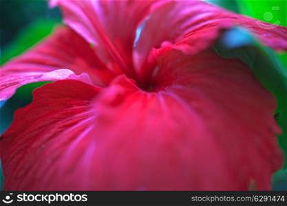 Red hibiscus flower with green leaves. macro