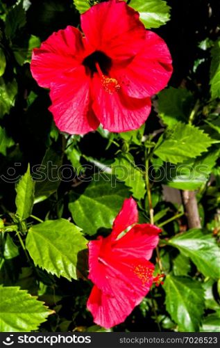 Red Hibiscus flowers  China rose, Chinese hibiscus,Hawaiian hibiscus  in tropical garden of Tenerife,Canary Islands,Spain.Floral background. Selective focus. - Image