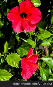 Red Hibiscus flowers  China rose, Chinese hibiscus,Hawaiian hibiscus  in tropical garden of Tenerife,Canary Islands,Spain.Floral background. Selective focus. - Image