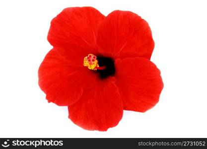 red hibiscus isolated on the white backgroun
