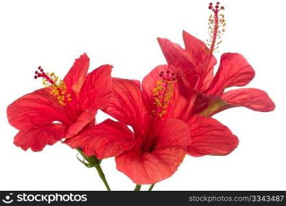 red hibiscus isolated on the white background