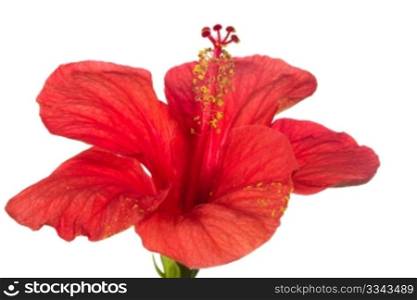 red hibiscus isolated on the white background