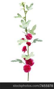 Red hollyhock flowers isolated on white background
