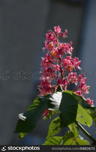 Red horse-chestnut, Aesculus hippocastanum or Conker tree with flower and leaf, Sofia, Bulgaria