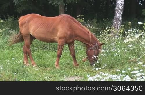 red horse on a meadow
