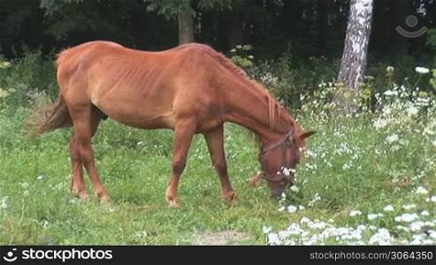 red horse on a meadow