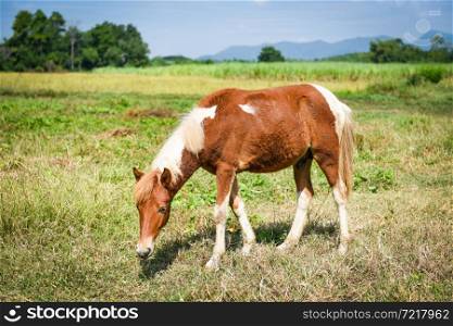 Red horse or brown horse grazing eat grass on field