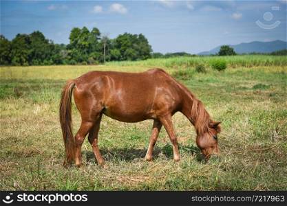 Red horse or brown horse grazing eat grass on field