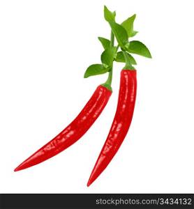 red hot chili pepper on white background . red hot chili pepper