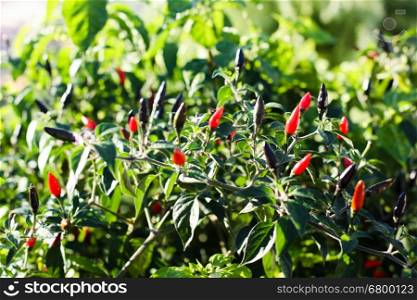 Red hot chili peppers growing on bushes. Red hot chili peppers