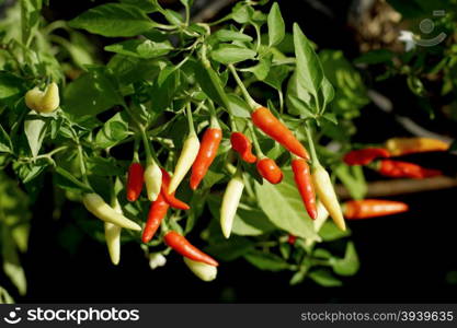 red hot chili peppers on the tree in organic farm