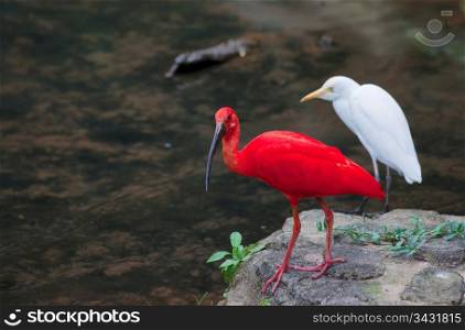 red ibis and white cattle egret birds wait by waters edge
