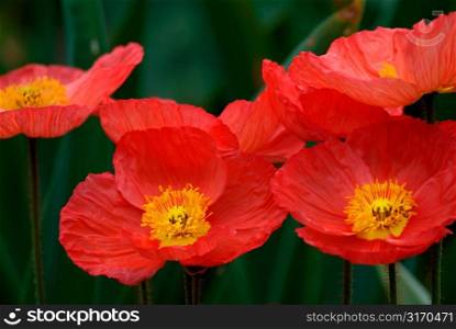 Red Iceland Poppies