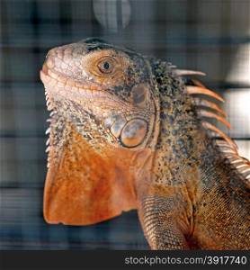 red iguana in the cage