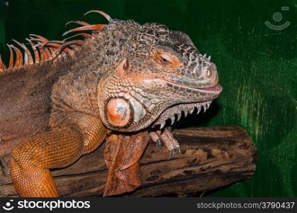 Red iguana large phytophagous lizard family iguanidae