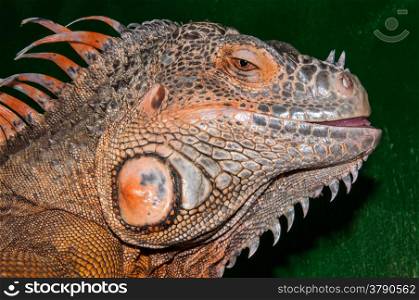 Red iguana large phytophagous lizard family iguanidae