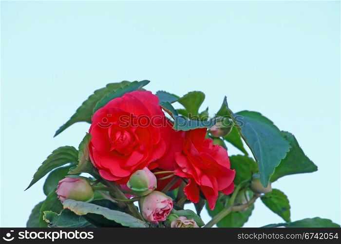 Red Impatiens in front of blue sky