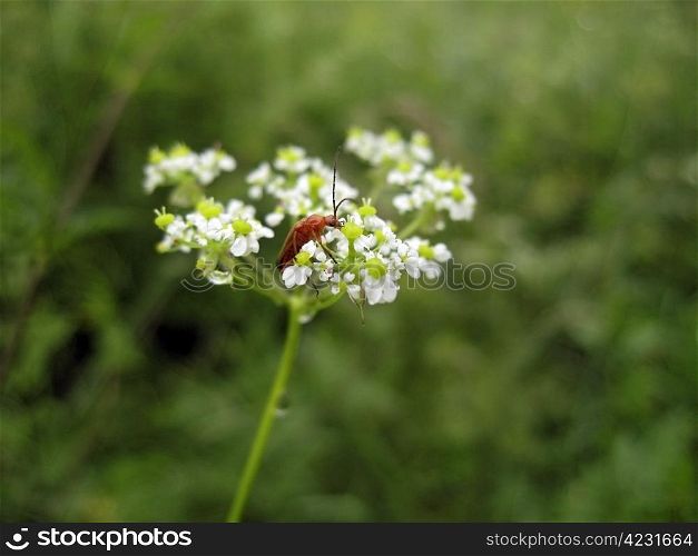 Red insect on the flower