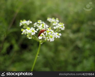 Red insect on the flower