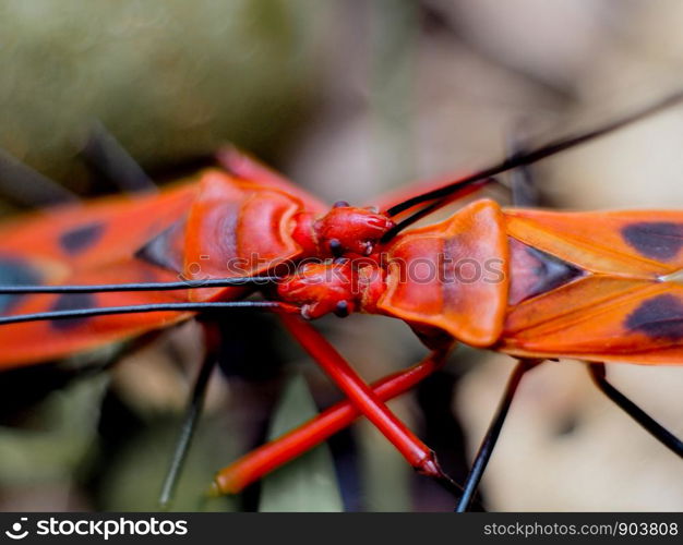 Red insects hugging each other