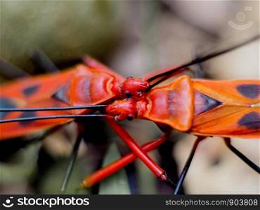 Red insects hugging each other