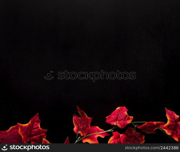 red ivy leaves placed bottom black background