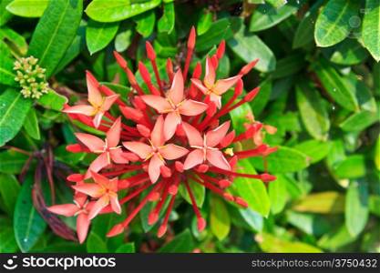 Red ixora coccinea flower,Close-up.