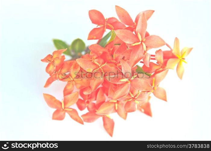Red Ixora (Coccinea) the Beautiful Flower on background