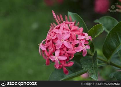 red ixora floweers at full bloom on a summer day
